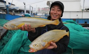 大黄鱼分拣机 大黄鱼分选机  大黄鱼自动称重分拣机 大黄鱼自动称重分选机 